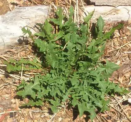 Dandelion