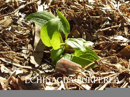 Echinacea