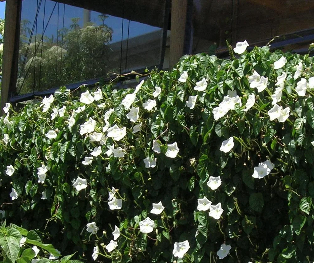 Moonflower
