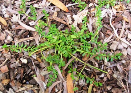 Bacopa - additional photograph 1