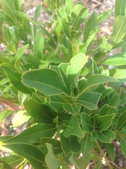 Bay Leaf - additional photograph 1