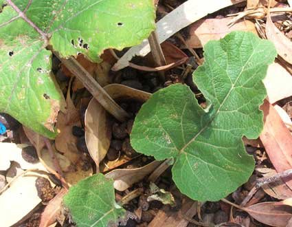 Burdock - additional photograph 1