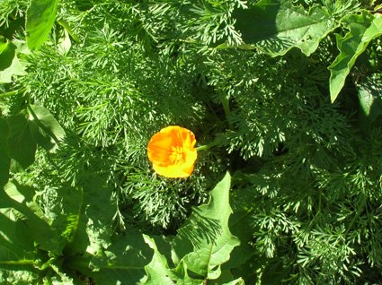 Californian Poppy - additional photograph 1