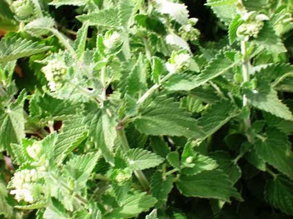 Catnip - additional photograph 1