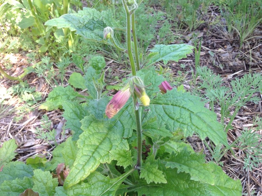 Chinese Foxglove - additional photograph 1