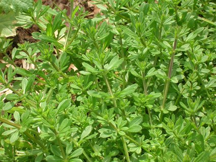 Cleavers - additional photograph 1