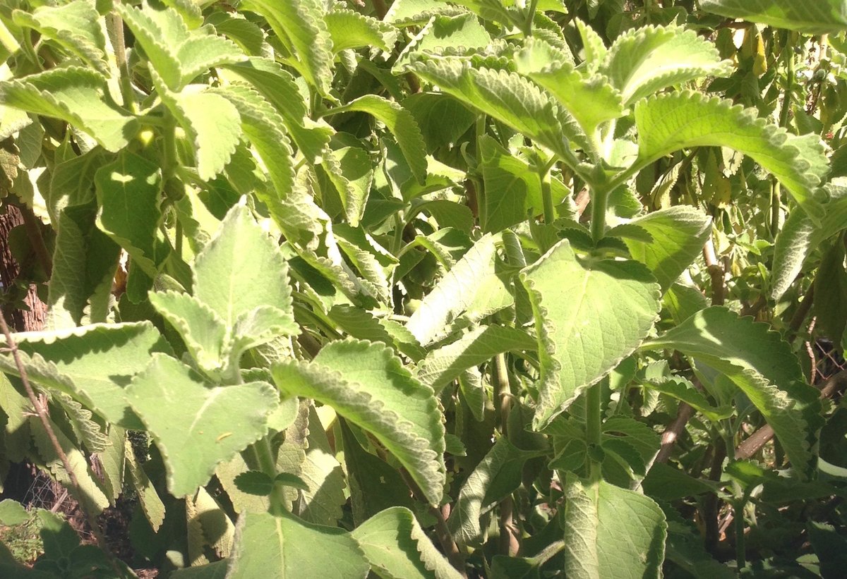 Coleus - - additional photograph 2