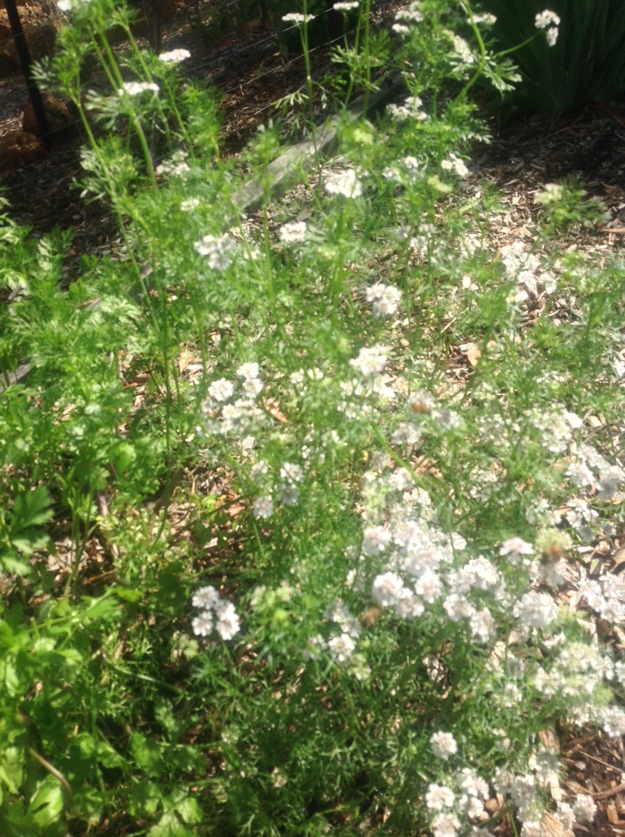 Coriander - additional photograph 1