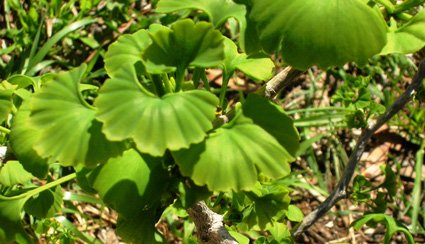 Gingko Biloba - additional photograph 1