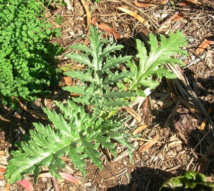 Globe Artichoke - additional photograph 1
