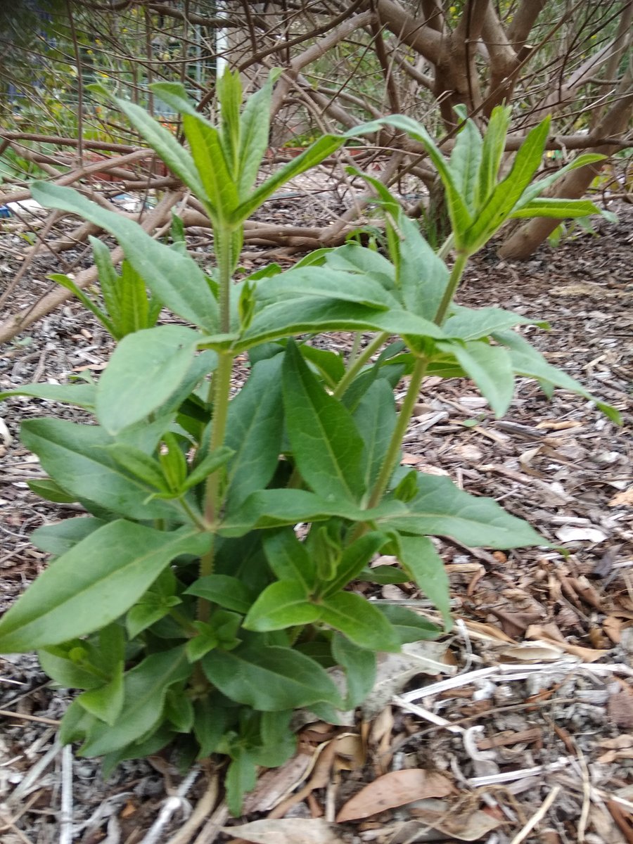 Indian Madder - additional photograph 1