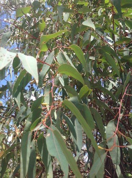 Jarrah - additional photograph 1