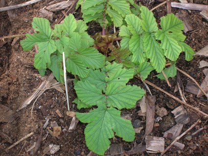Meadowsweet - additional photograph 1