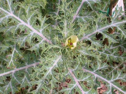 Mexican Poppy - additional photograph 1