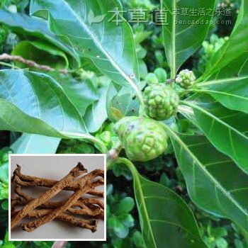 Morinda - additional photograph 1