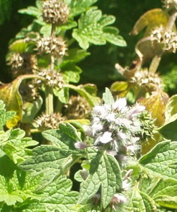 Motherwort - additional photograph 1