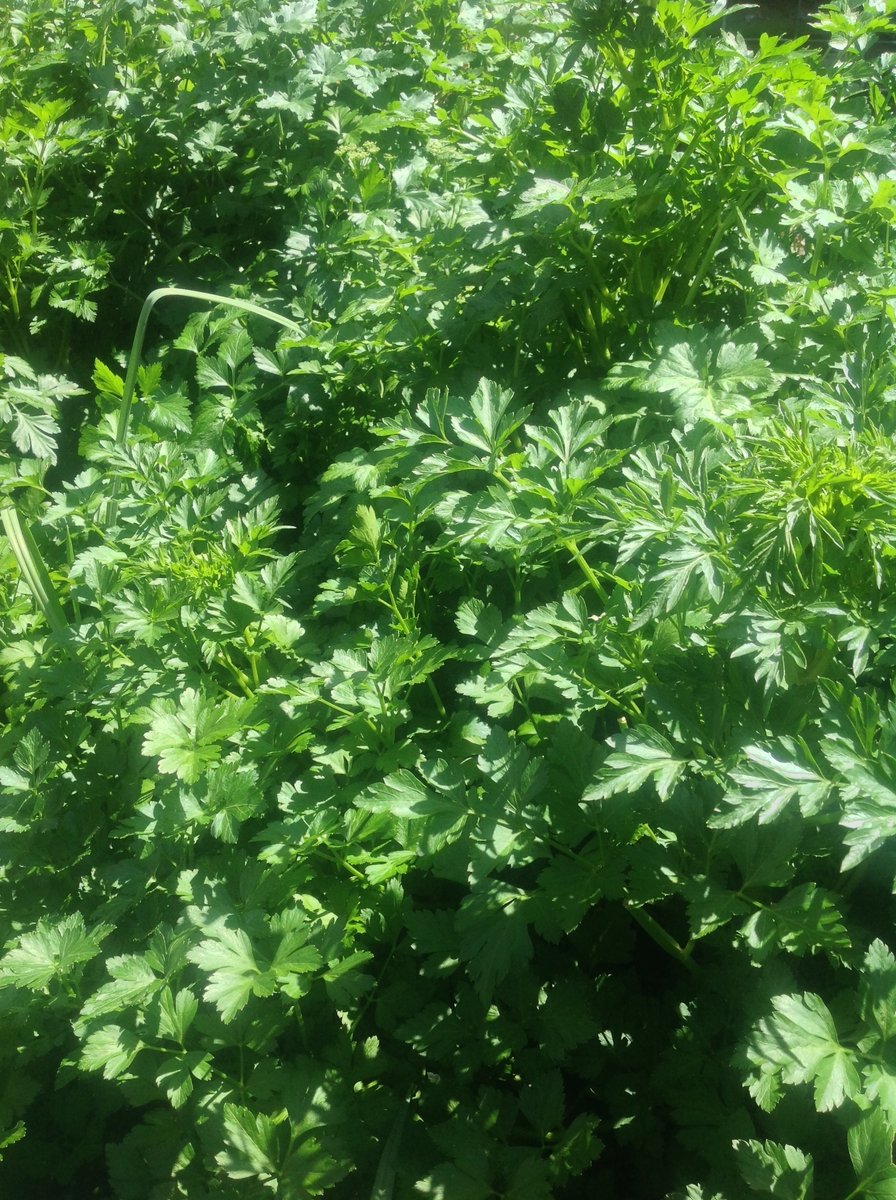 Parsley - additional photograph 1