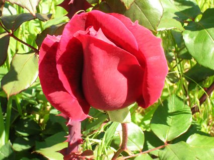 Rose Petals - additional photograph 1