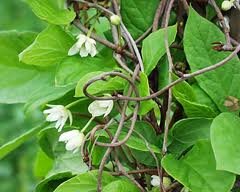 Schisandra # - additional photograph 1
