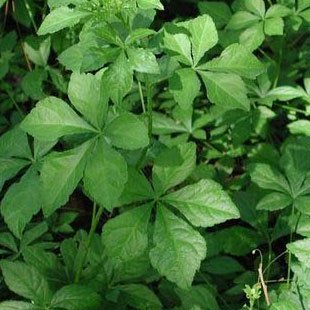 Siberian Ginseng # - additional photograph 1