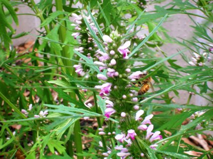 Siberian Motherwort - additional photograph 1