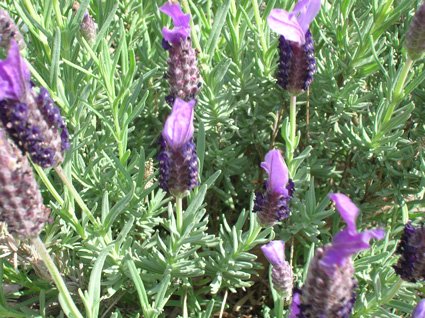 Spanish Lavender - additional photograph 1