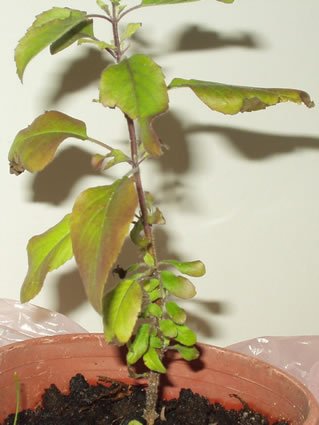 Tulsi - additional photograph 1