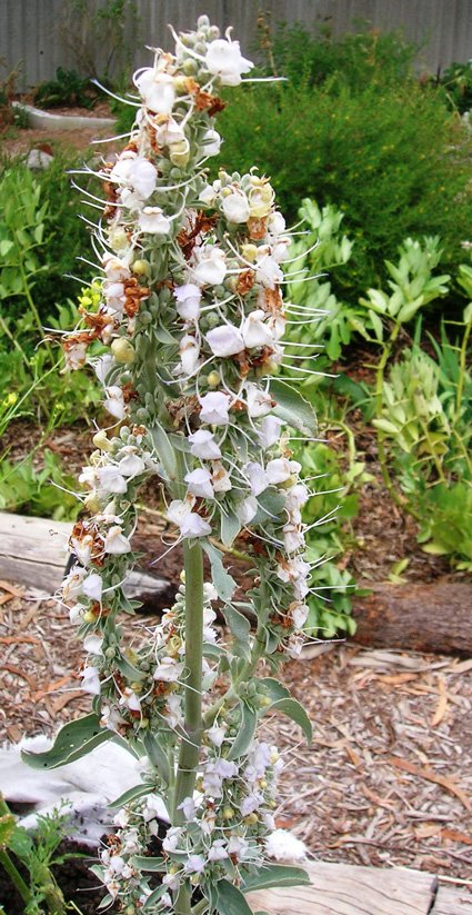 White Sage - additional photograph 1