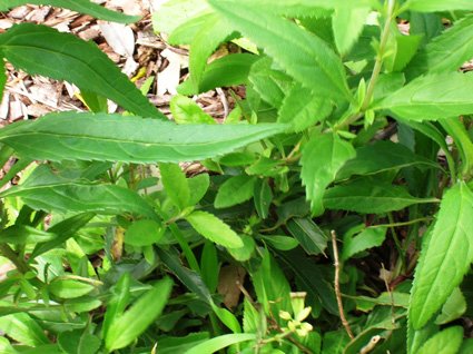 Woad - additional photograph 1