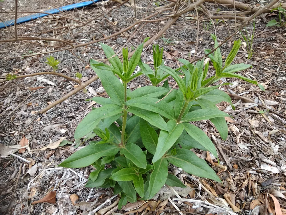 Indian Madder