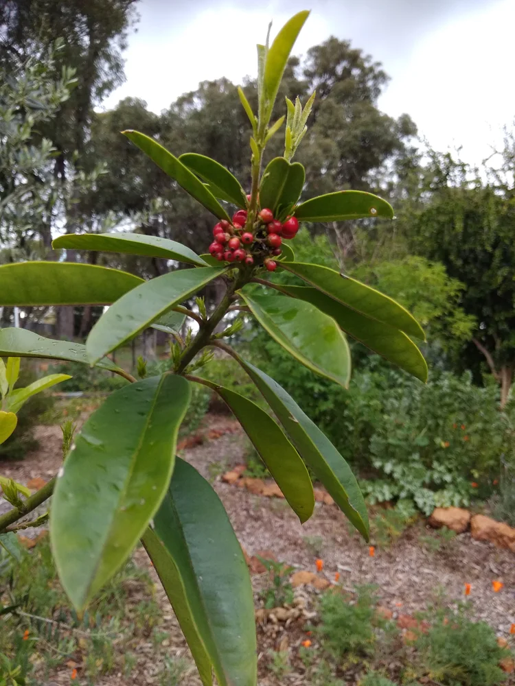 Mate (Yerba )