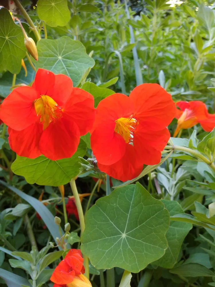 Nasturtium