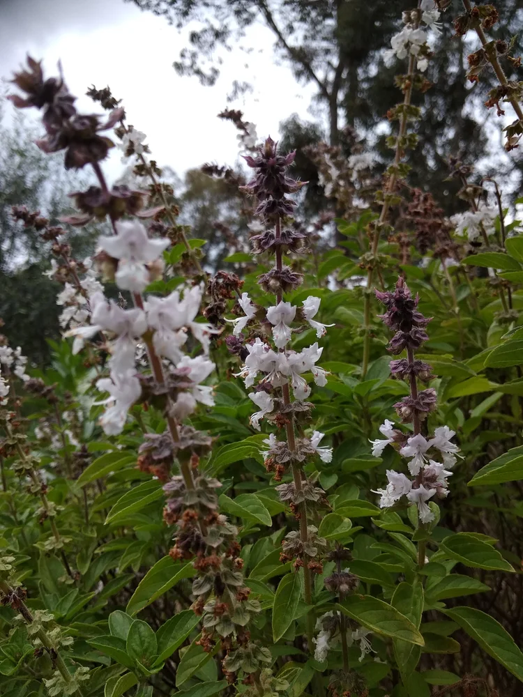 Tulsi