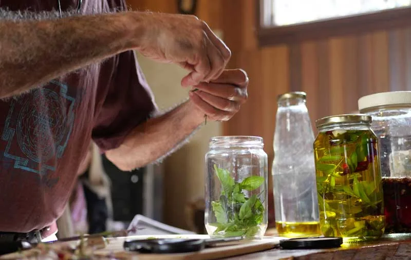 Dipaunka working with herbs at his bench
